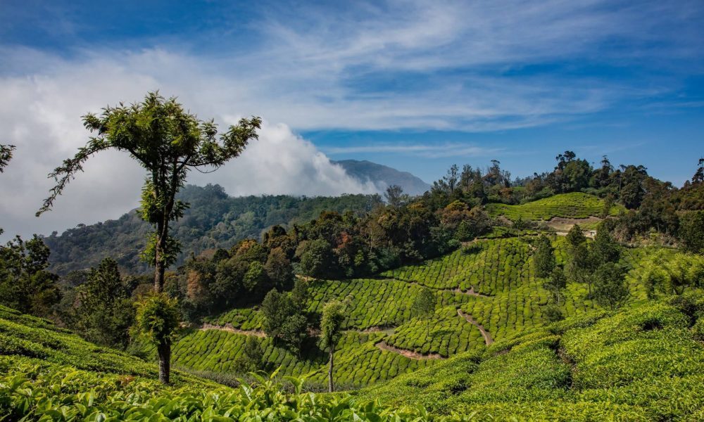 Les plantations de thé du Kerala / Séjour en petot groupe accompagné en Inde du Sud