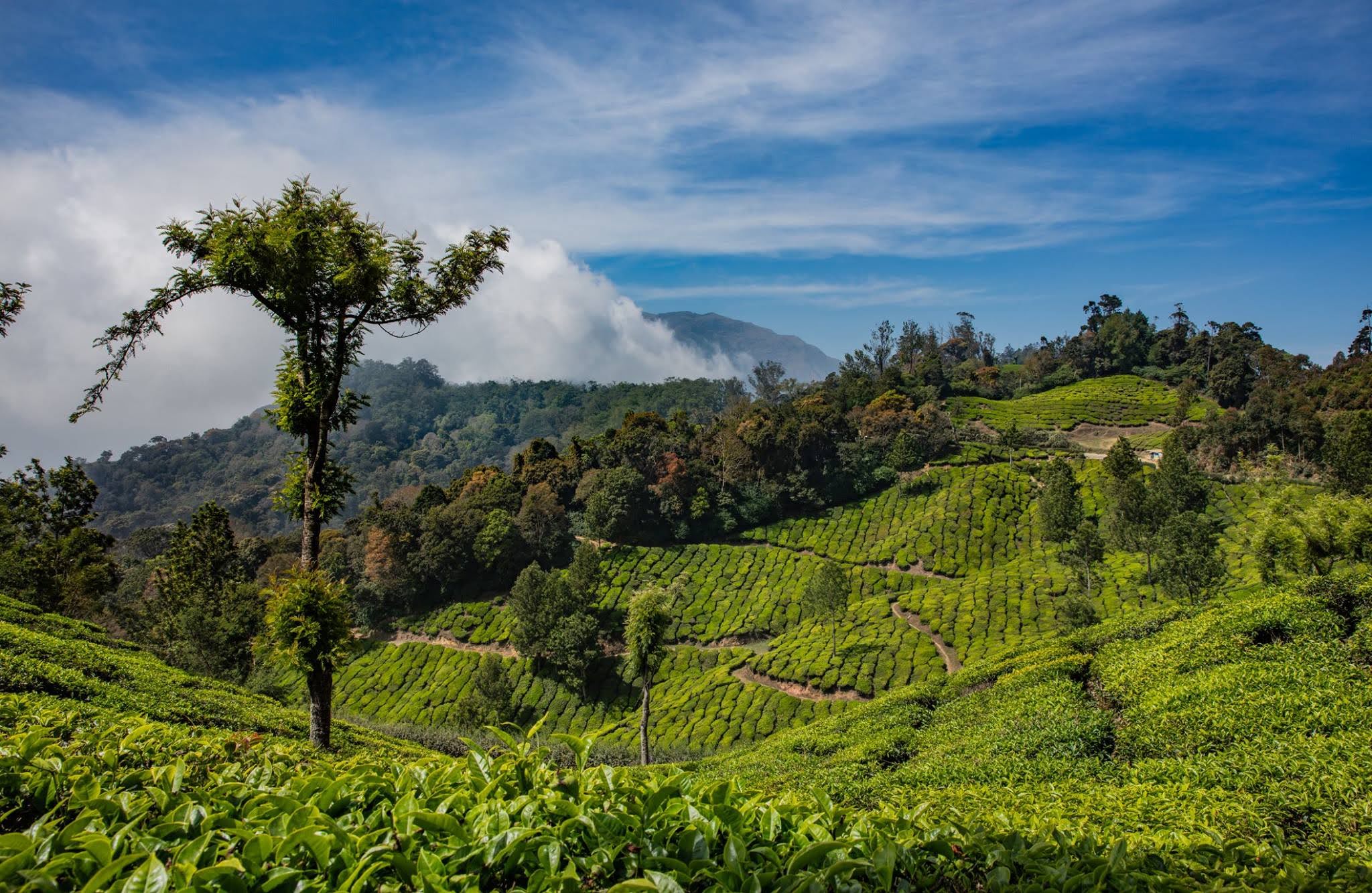 Les plantations de thé du Kerala / Séjour en petot groupe accompagné en Inde du Sud