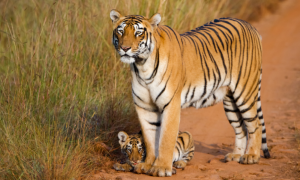 Un tigre et son petit