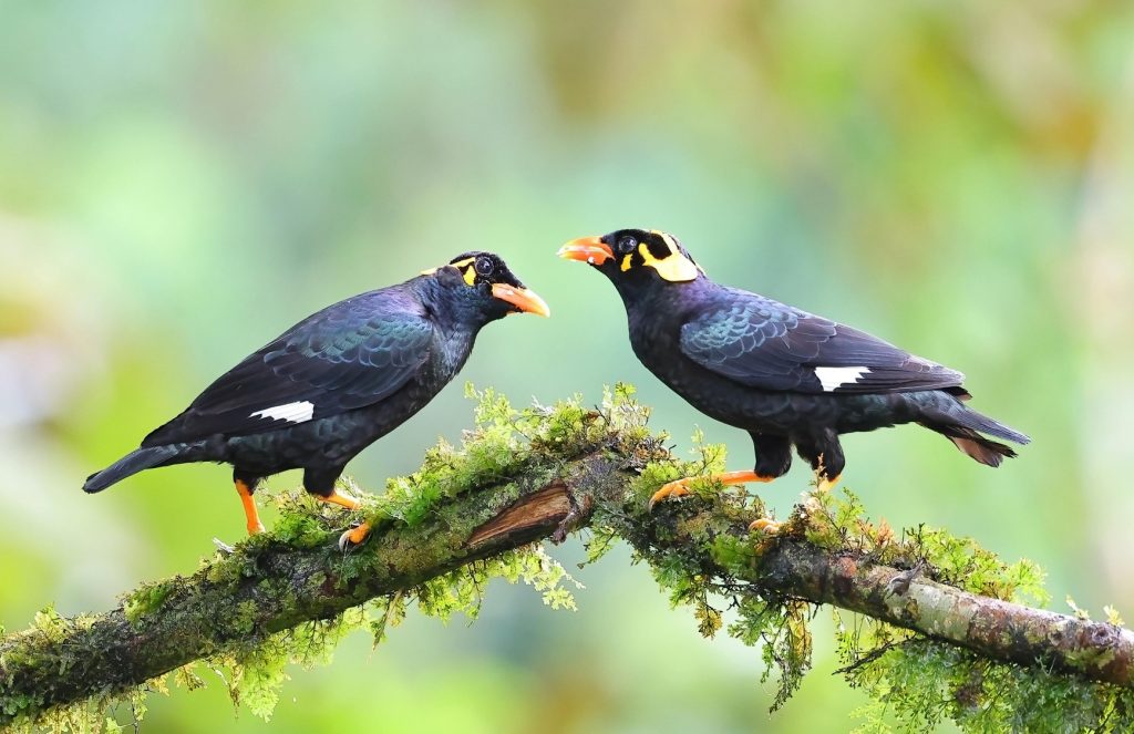 Le Hill Myna, emblème de l'Etat du Chhattisgarh en Inde.