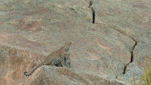 leopard vivant dans les roches des Aravallis en Inde