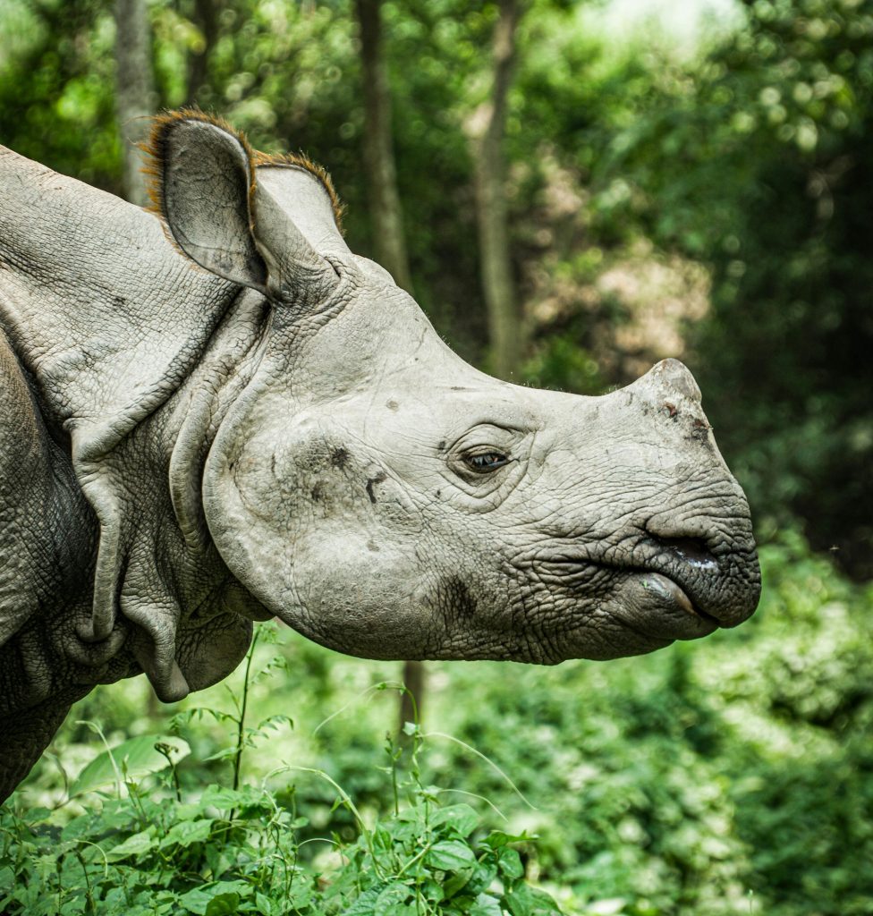 Aller à Chitwan durant son séjour au Nepal