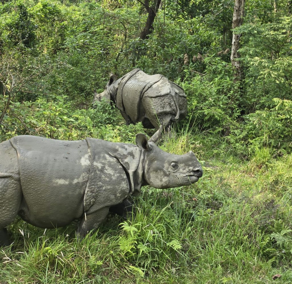 Voir les rhinocéros unicorne dans la réserve de Chitwan