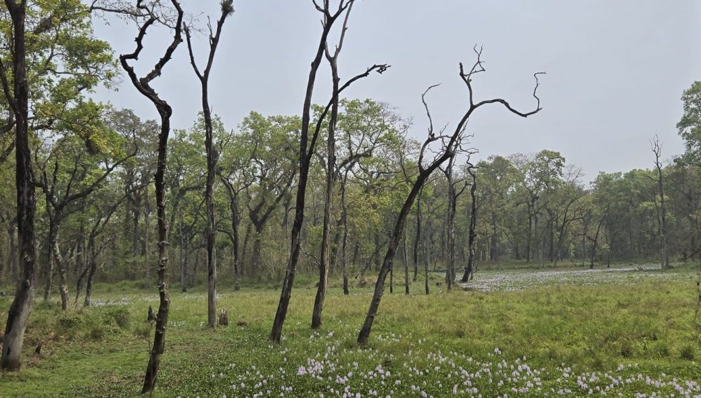 Réserve de Chitwan au Népal