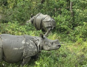 Les rhinocéros unicorne du Népal
