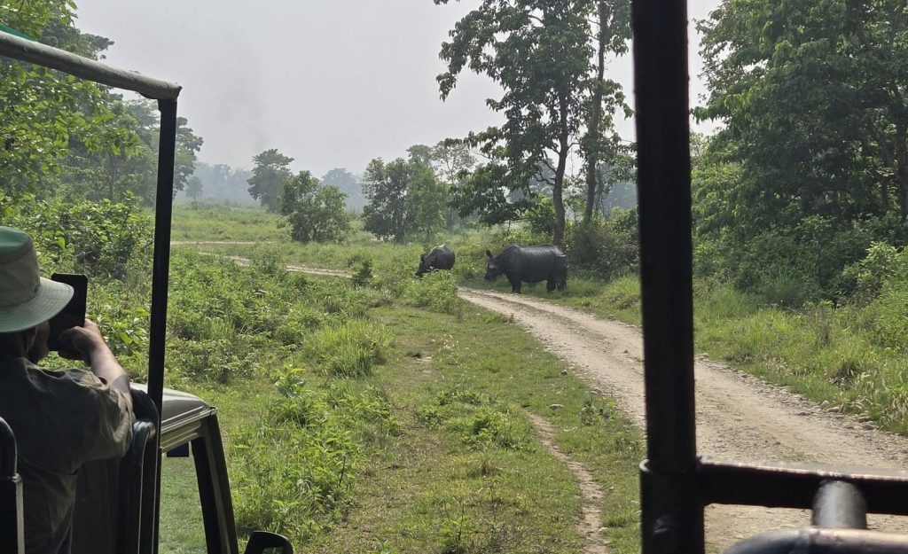 Les rhinocéros au Népal : parc national de Chitwan
