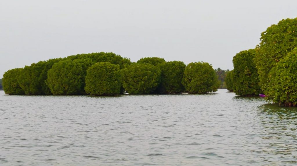 Les Backwaters du nord du kerala sont bien plus paisibles que celles du centre