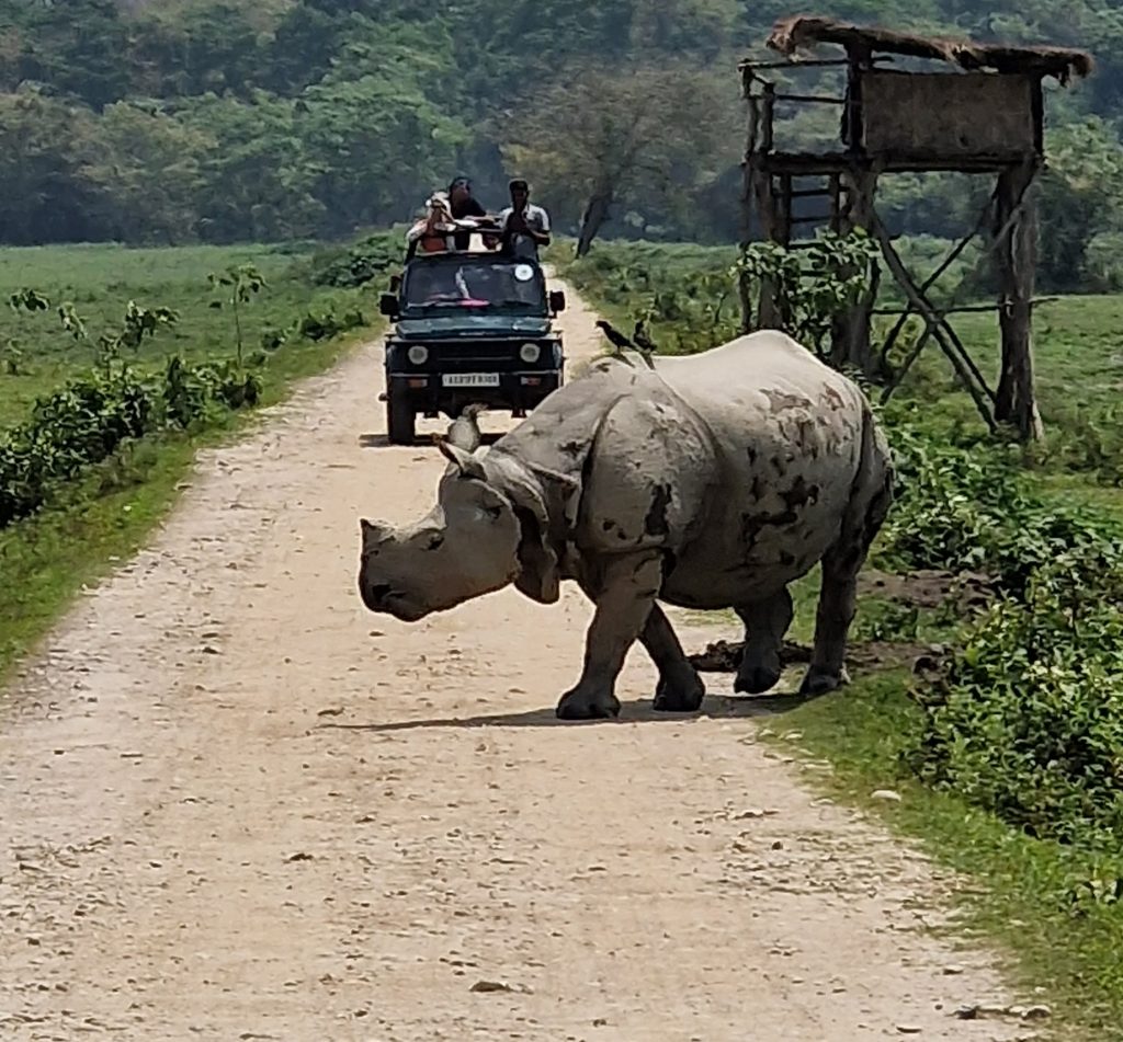 La reserve de Chitwan est connue pour sa population de rhinocéros, moins pour ses tigres.