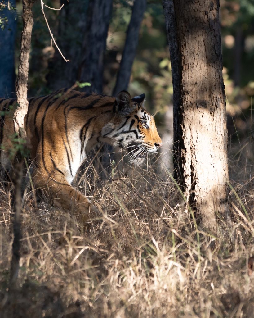 Faire un Safari tigre en Inde