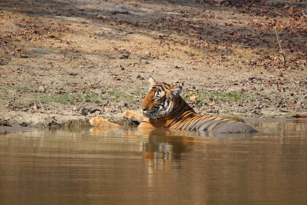 Le parc de Pench a plus de 130 tigres